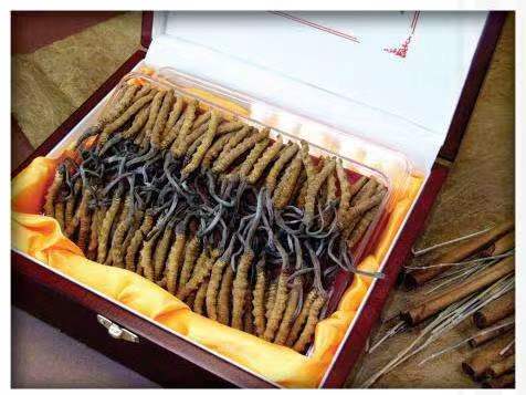 渝北冬虫夏草回收